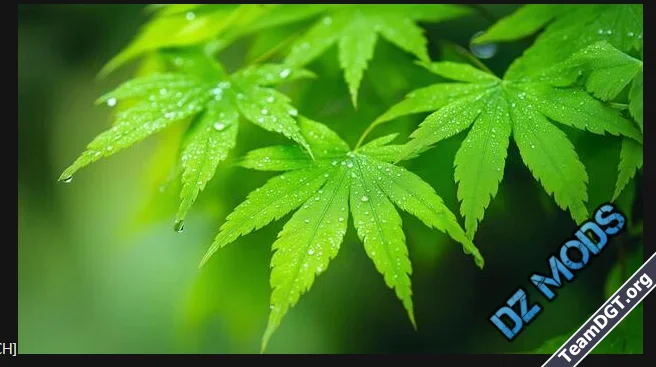 DZ ImageShield-3.webp